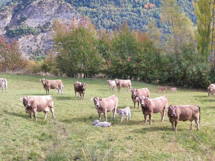 El Refugio De Tena - Tucasaenlospirineos エスカリリャ エクステリア 写真